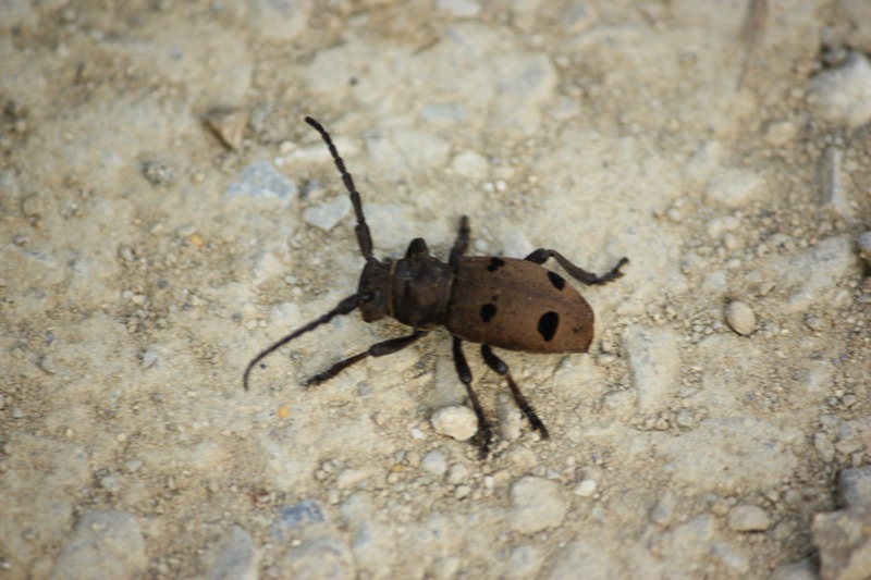 Che insetto ? Herophila tristis